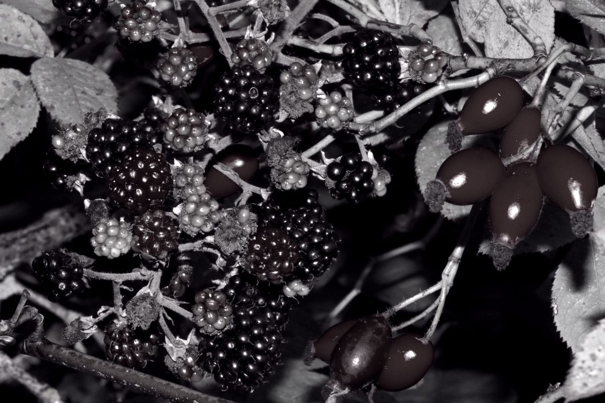 January 4: Those Who Abide Bear Much Fruit