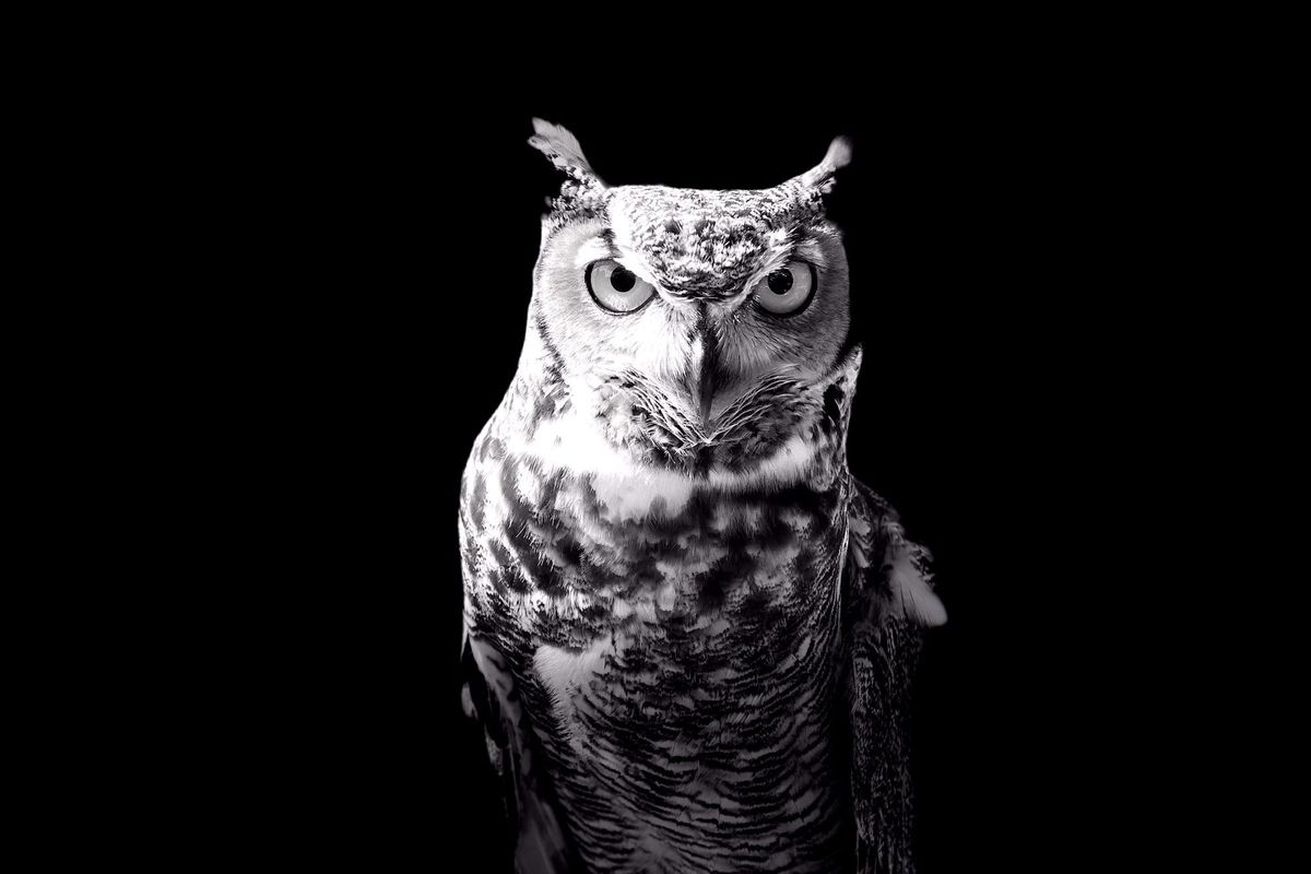 February 4: Who is Wise?