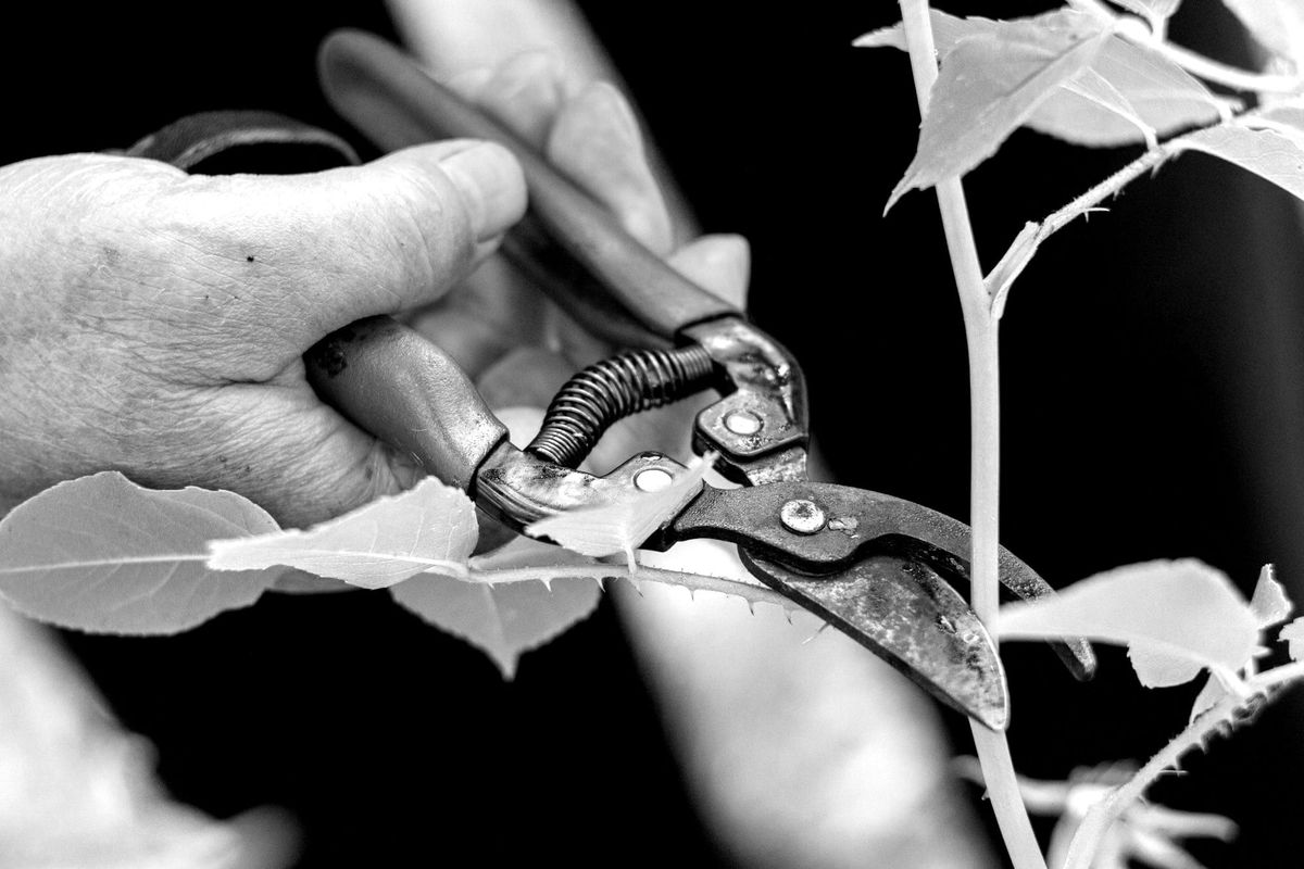 January 12: Pruning, Painful but Necessary