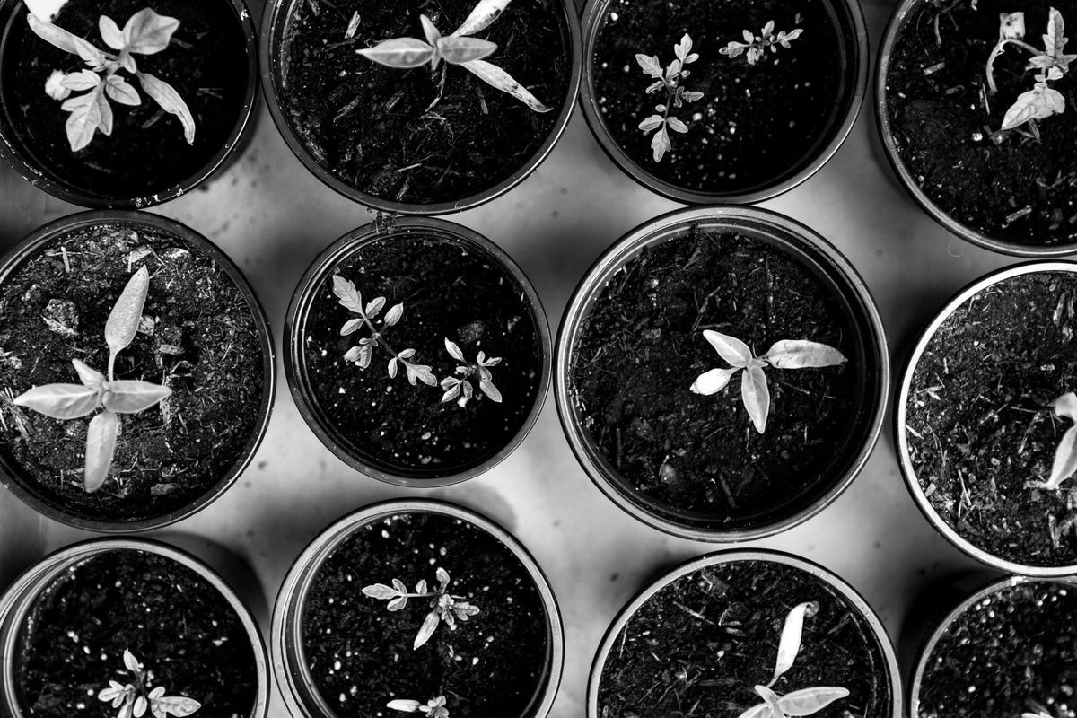 August 15 – Seasons of Planting and Harvest