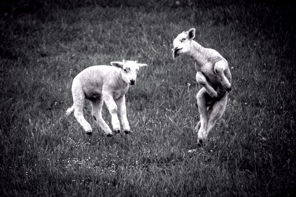 Week Thirty-Three: Person of Peace. August 13 – Sent Like Lambs