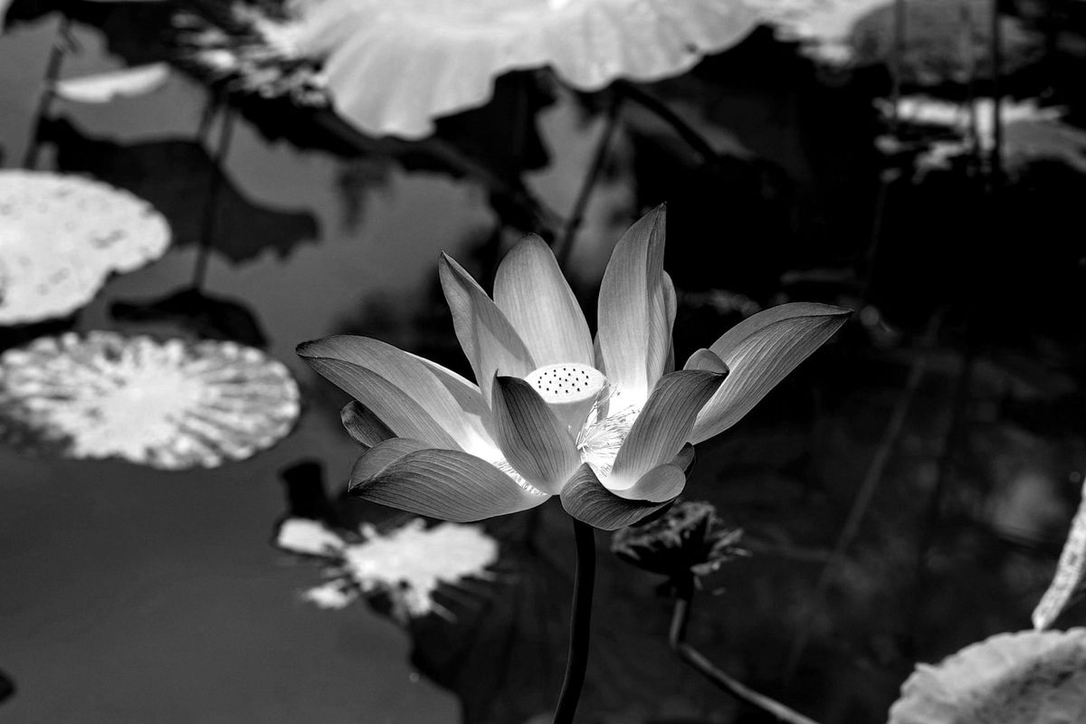 Week Thirty-Seven: Psycho/Spiritual Work. September 10 – Purifying the Pond
