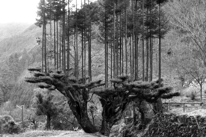 Leadership: Life Stages of Organizations