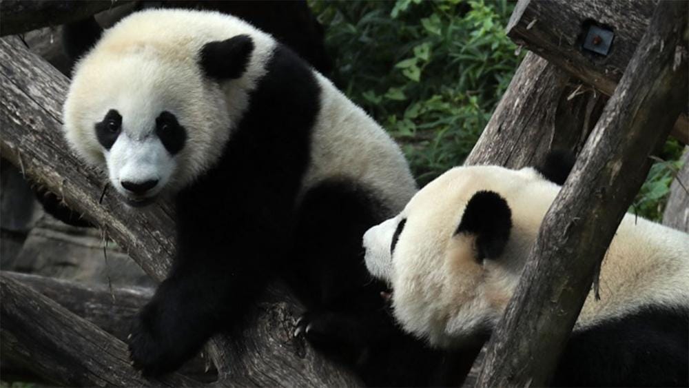 Image result for panda talk"