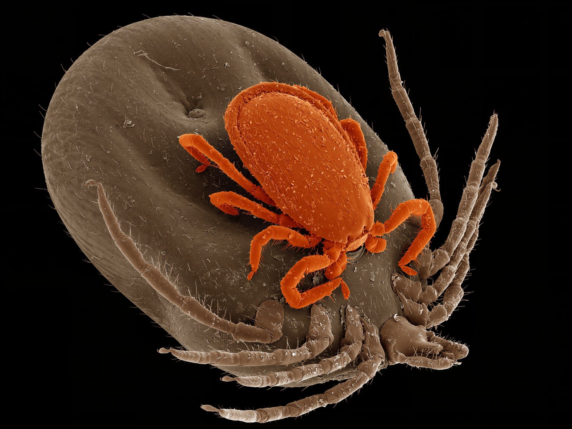 Mikroskopowe zdjęcie samca kleszcza kopulującego z samicą. Foto: Jana Bulantová, CC BY-SA 4.0.