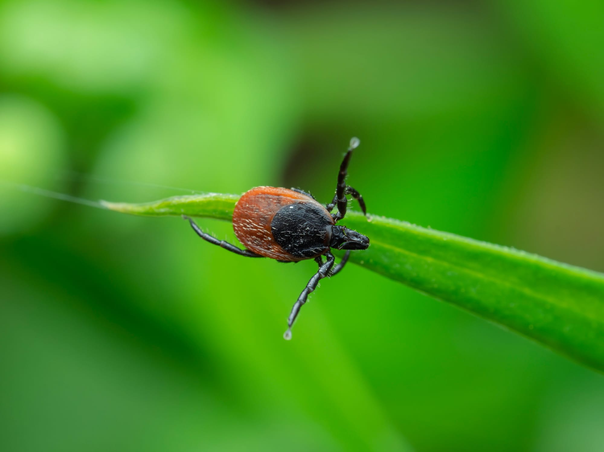 Makrofotografia samicy kleszcza o czarno-czerwonym ciele, idącego po wąskim zielonym liściu trawy; tło rozmyte w intensywnych odcieniach zieleni.