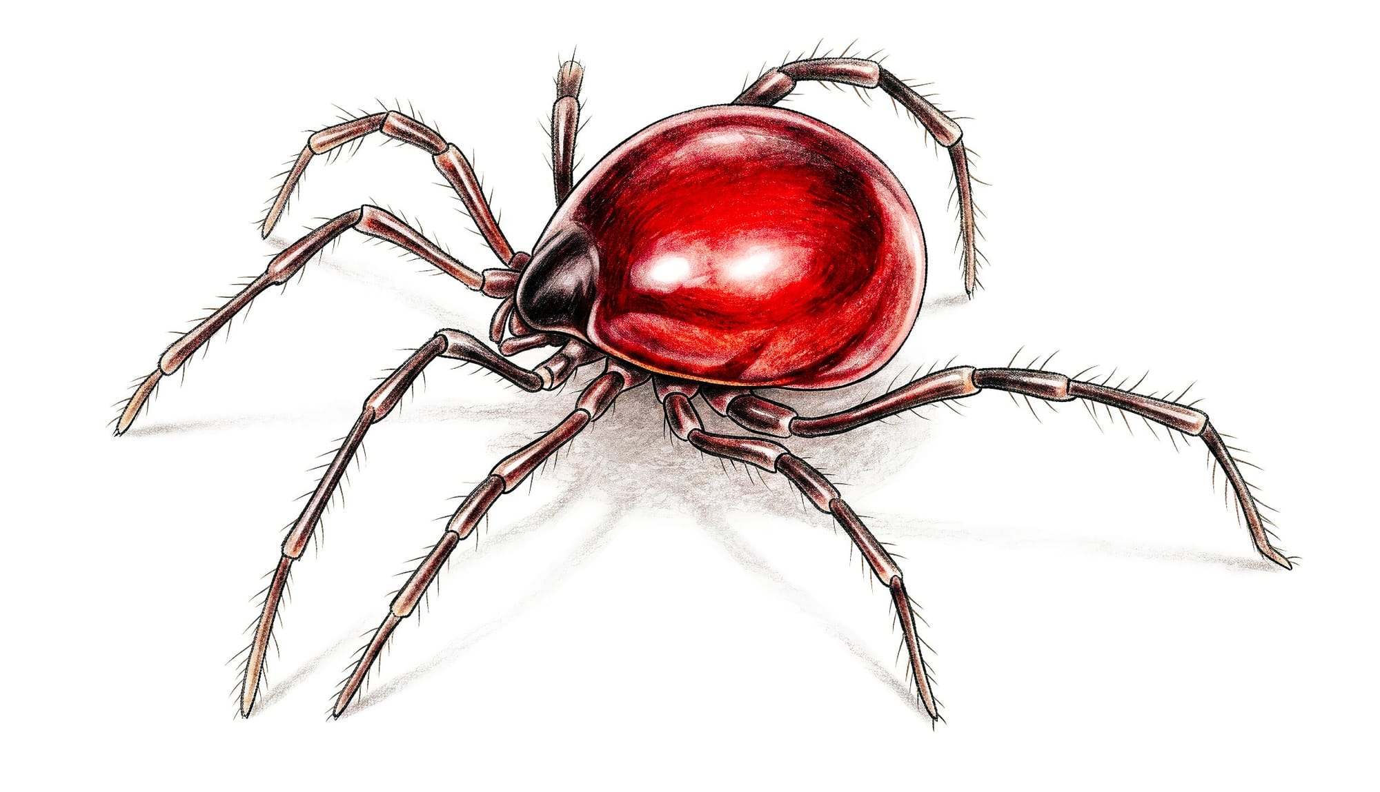 Sternothyrus braueri, ilustracja na podstawie fotografii Claude Kolwelter, CC BY 4.0.