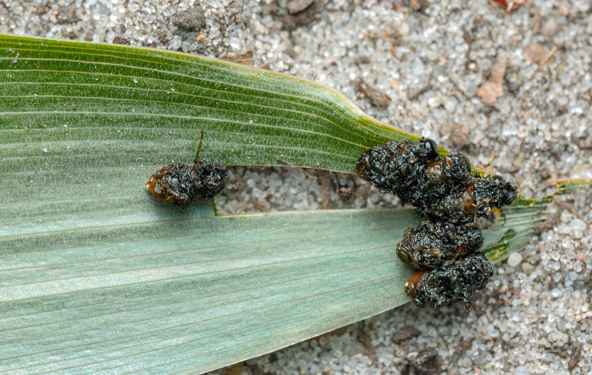 Makrofotografia liścia konwalii z larwami poskrzypki (Lilioceris sp.) pokrytymi ciemną, błyszczącą osłoną z odchodów. Kilka larw skupia się przy uszkodzonej krawędzi liścia, a jedna znajduje się osobno po lewej stronie. Zielony liść ma wyraźne ślady żerowania, miejscami jest przebarwiony i przetarty, a w tle widać jasne, piaszczyste podłoże.