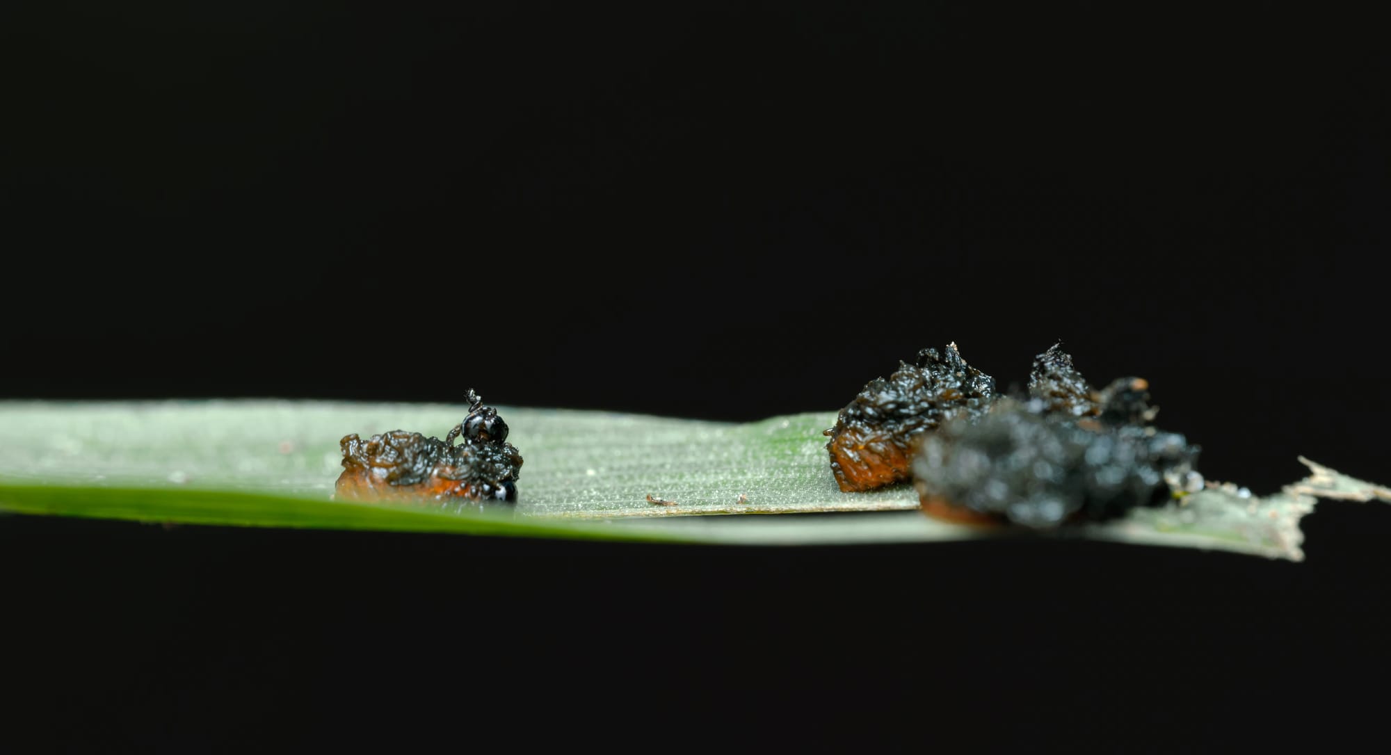 Makrofotografia liścia konwalii z larwami poskrzypki (Lilioceris sp.) widzianymi z boku. Na wąskim, poziomo ułożonym liściu widać kilka larw pokrytych ciemną, błyszczącą osłoną z odchodów; część z nich ma wyraźnie widoczne małe głowy, odwłoki i drobne odnóża wystające spod osłony. Jasnozielony liść odcina się od niemal czarnego tła, co silnie podkreśla sylwetki larw.
