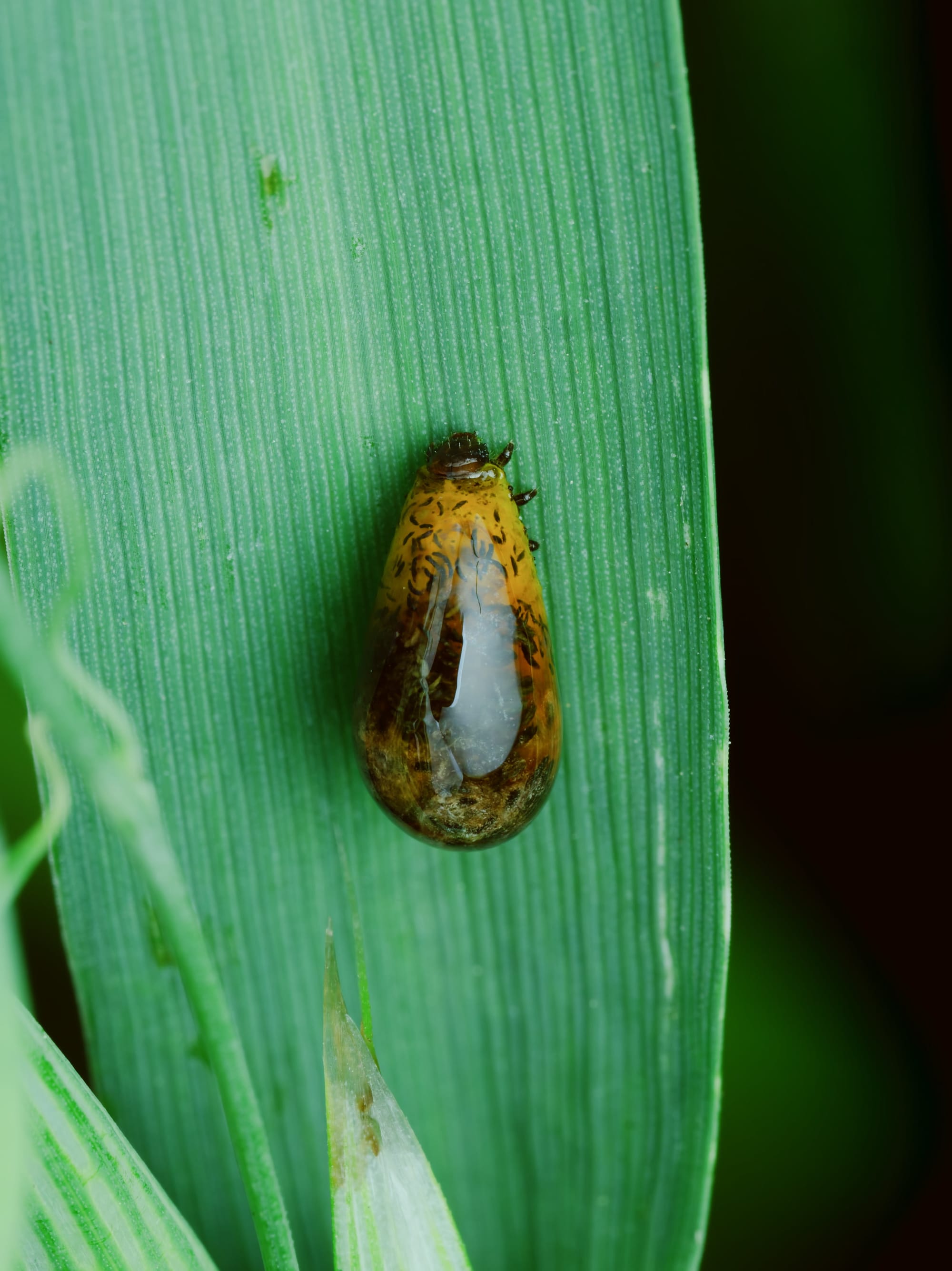 Makrofotografia larwy skrzypionki zbożowej (Oulema melanopus) na zielonym liściu zboża. Owad ma błyszczące, żółtobrązowe ciało z ciemnymi smugami i jasnym prześwitem pośrodku; przy górnej części widać ciemną głowę i drobne odnóża. Liść jest ustawiony pionowo, z wyraźną równoległą fakturą, a ciemne, rozmyte tło kieruje uwagę na owada.
