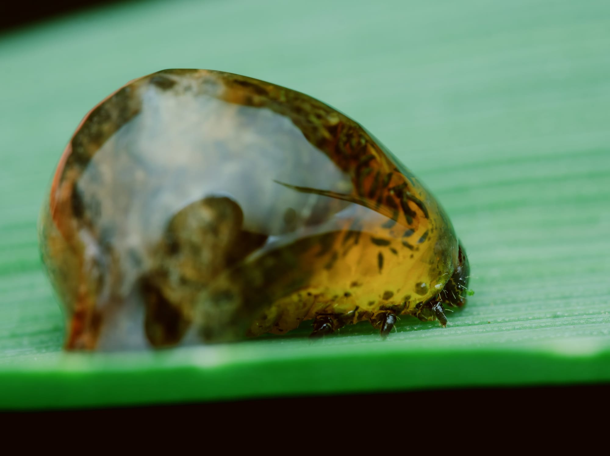 Makrofotografia larwy skrzypionki zbożowej (Oulema melanopus) na zielonym liściu zboża, pokazanej z bardzo bliska w ujęciu bocznym. Owad ma żółtobrązowe, półprzezroczyste ciało pokryte śluzowatą osłoną z ciemnymi smugami i jasnym odbiciem światła. Pod przednią częścią ciała widać drobne odnóża i ciemniejszą głowę, a rozmyty zielony liść tworzy jednolite tło.