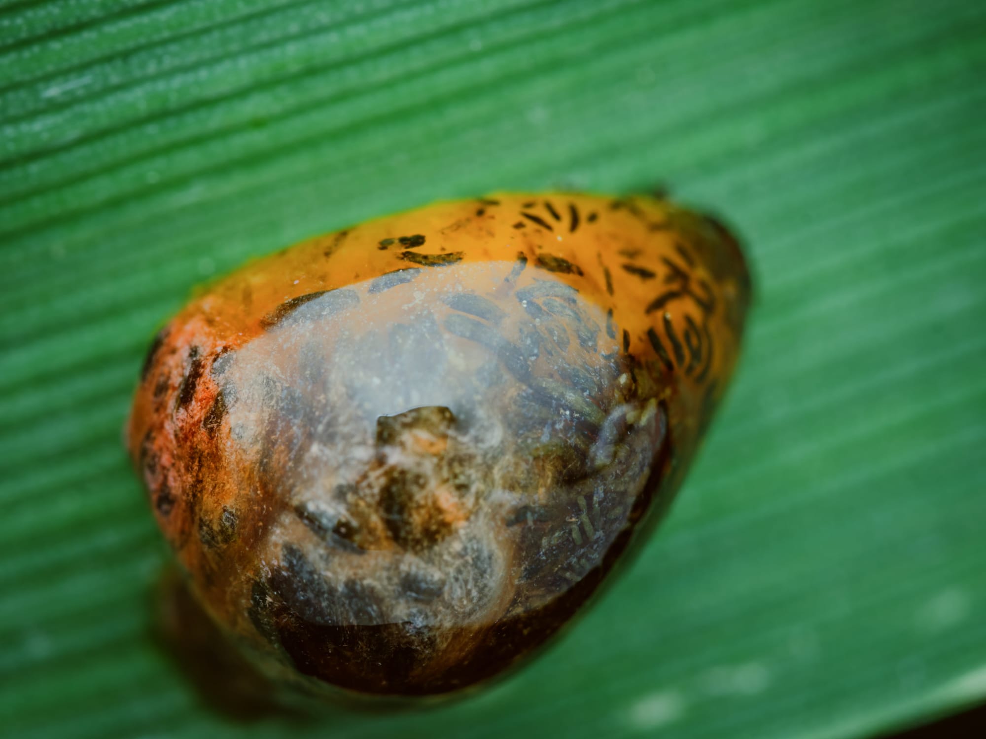 Makrofotografia larwy skrzypionki zbożowej (Oulema melanopus) na zielonym liściu zboża. Larwa jest pokazana z bardzo bliska; jej żółtobrązowe ciało pokrywa błyszcząca, półprzezroczysta maź z ciemnymi smugami odchodów, tworząca charakterystyczną osłonę maskującą. W kadrze dominuje zaokrąglony tył ciała owada, a tło stanowi rozmyta, równoległa faktura zielonego liścia.