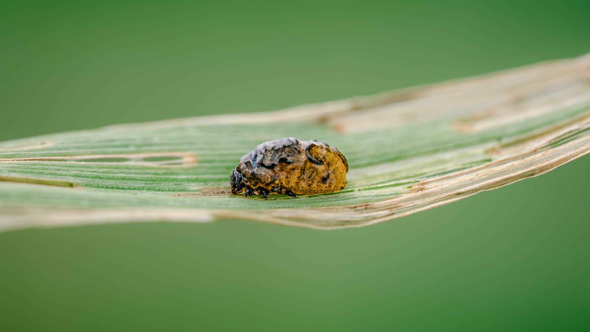 Makrofotografia martwej, wyschniętej larwy skrzypionki zbożowej (Oulema melanopus) leżącej na uszkodzonym liściu zboża. Ciało owada jest żółtobrązowe, pomarszczone i częściowo pokryte zaschniętą, ciemniejącą osłoną. Liść ma wyraźne ślady żerowania i przesuszenia, z jasnymi smugami oraz przetarciami, a silnie rozmyte zielone tło podkreśla niewielki rozmiar larwy.