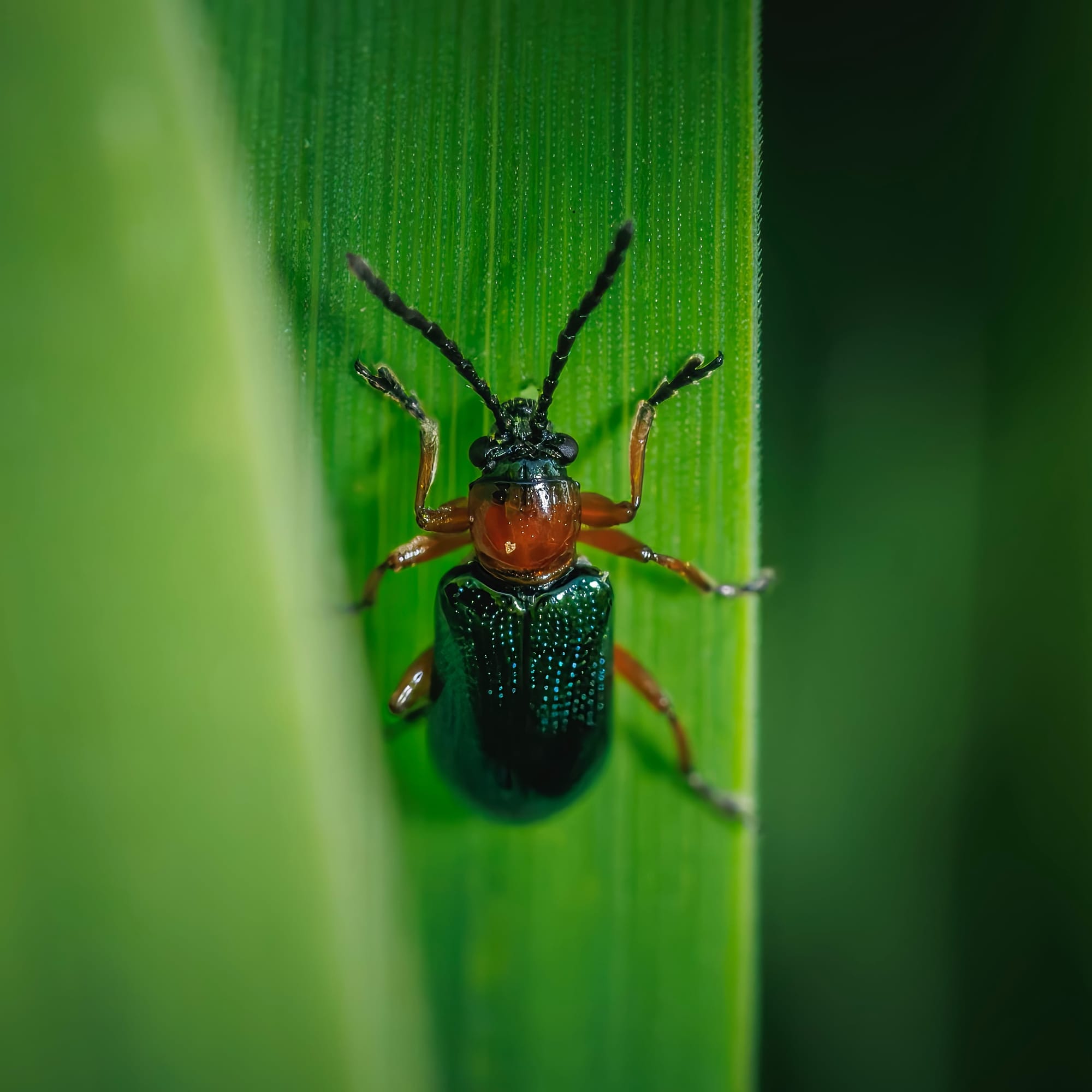 Makrofotografia dorosłej postaci skrzypionki zbożowej (Oulema melanopus) na pionowym zielonym liściu zboża. Chrząszcz ma metalicznie ciemnozielone, błyszczące pokrywy skrzydeł, pomarańczowobrązowe przedplecze i odnóża oraz czarną głowę z wyraźnymi, segmentowanymi czułkami. Owad jest pokazany od góry, w centralnej części kadru, a rozmyte zielone tło podkreśla szczegóły jego ciała.