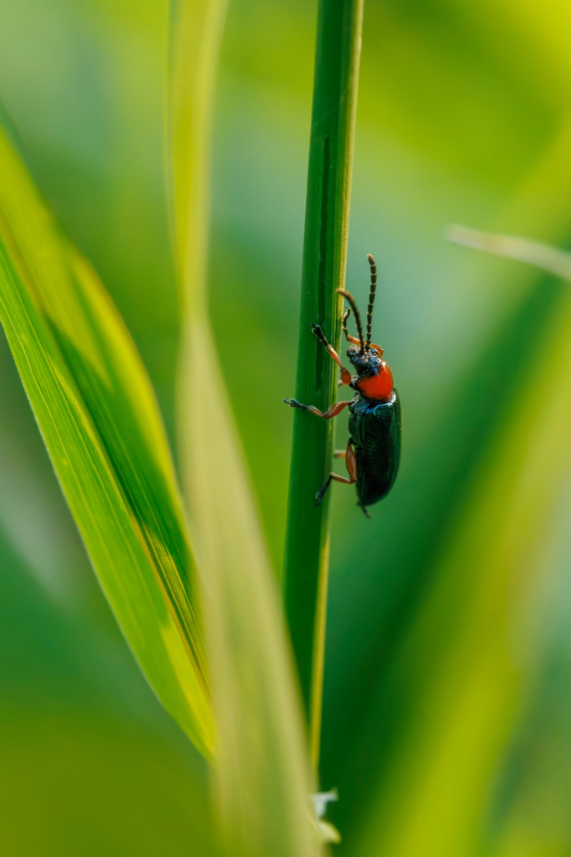 Makrofotografia dorosłej skrzypionki zbożowej (Oulema melanopus) wspinającej się po pionowym źdźble zboża. Chrząszcz ma błyszczące, metalicznie ciemnozielone pokrywy skrzydeł, pomarańczowoczerwone przedplecze, czarną głowę oraz długie, segmentowane czułki. Owad znajduje się nieco z prawej strony kadru, częściowo ukryty między zielonymi liśćmi, a miękkie, rozmyte tło tworzy jasną, roślinną kompozycję.