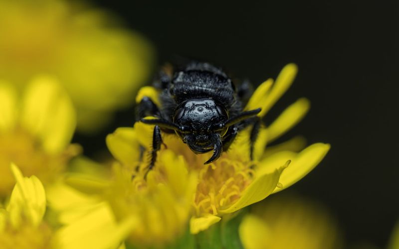 Pasożyty w ogrodzie