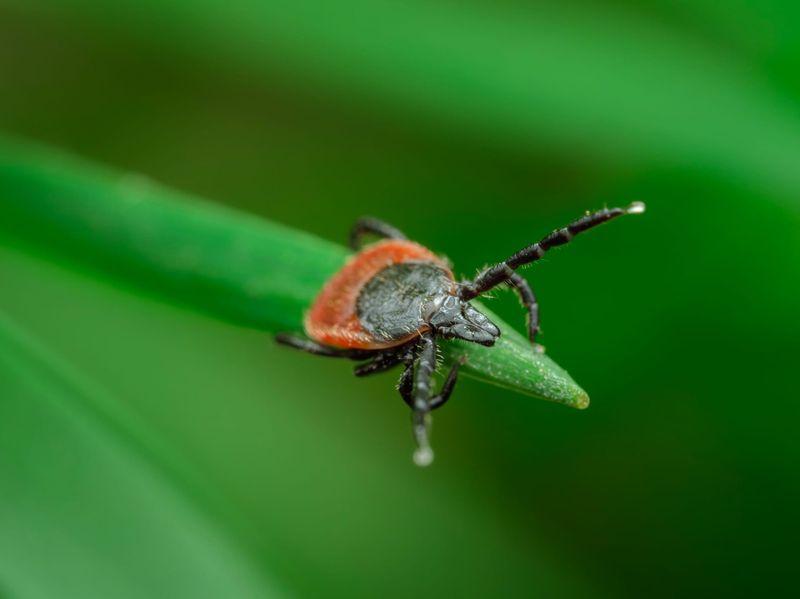 Ostrożnie na spacerach