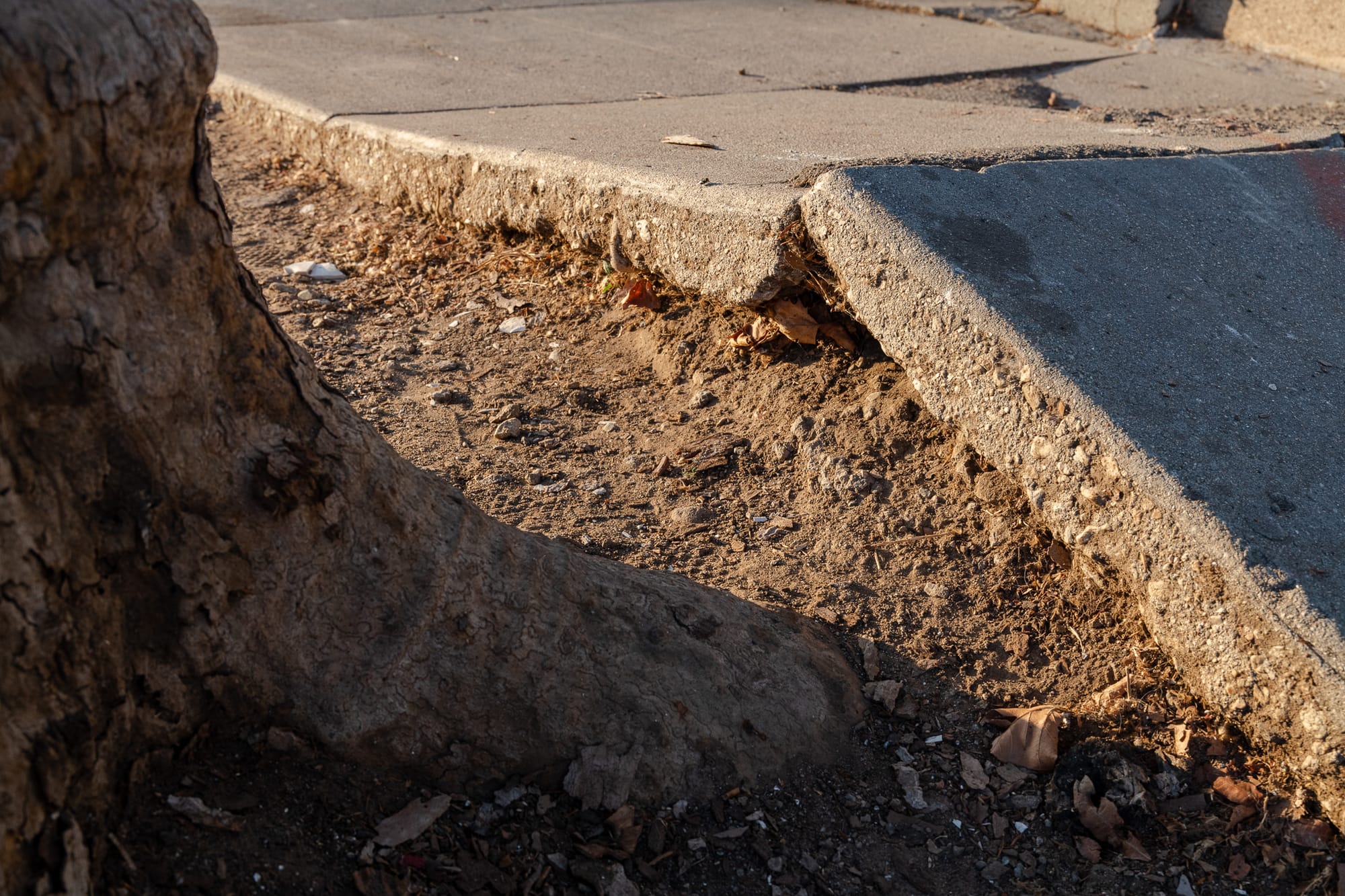 A broken sidewalk rising out of the ground. A tree is next to it.