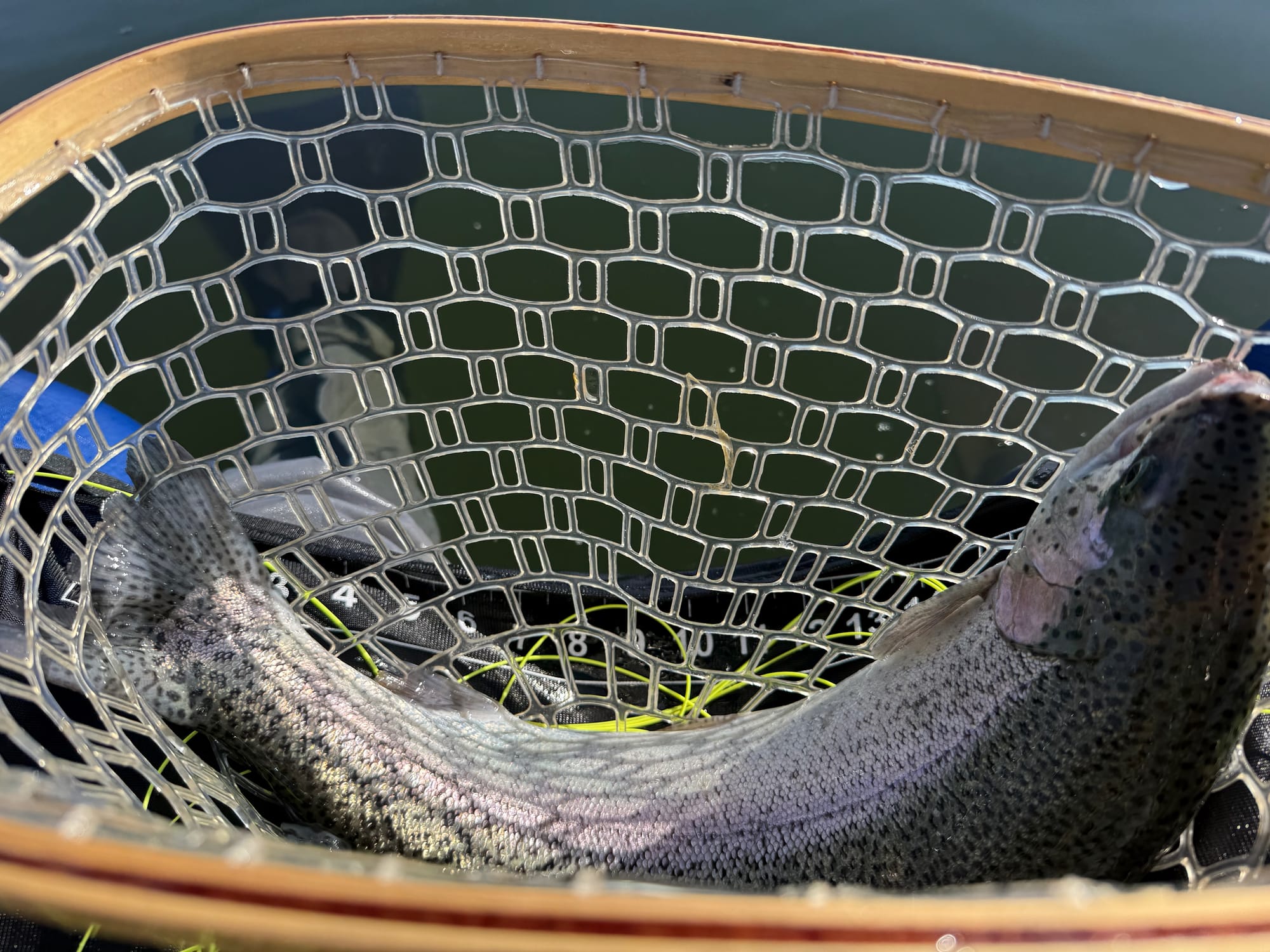 Picture of Rainbow Trout in a fishing net. 