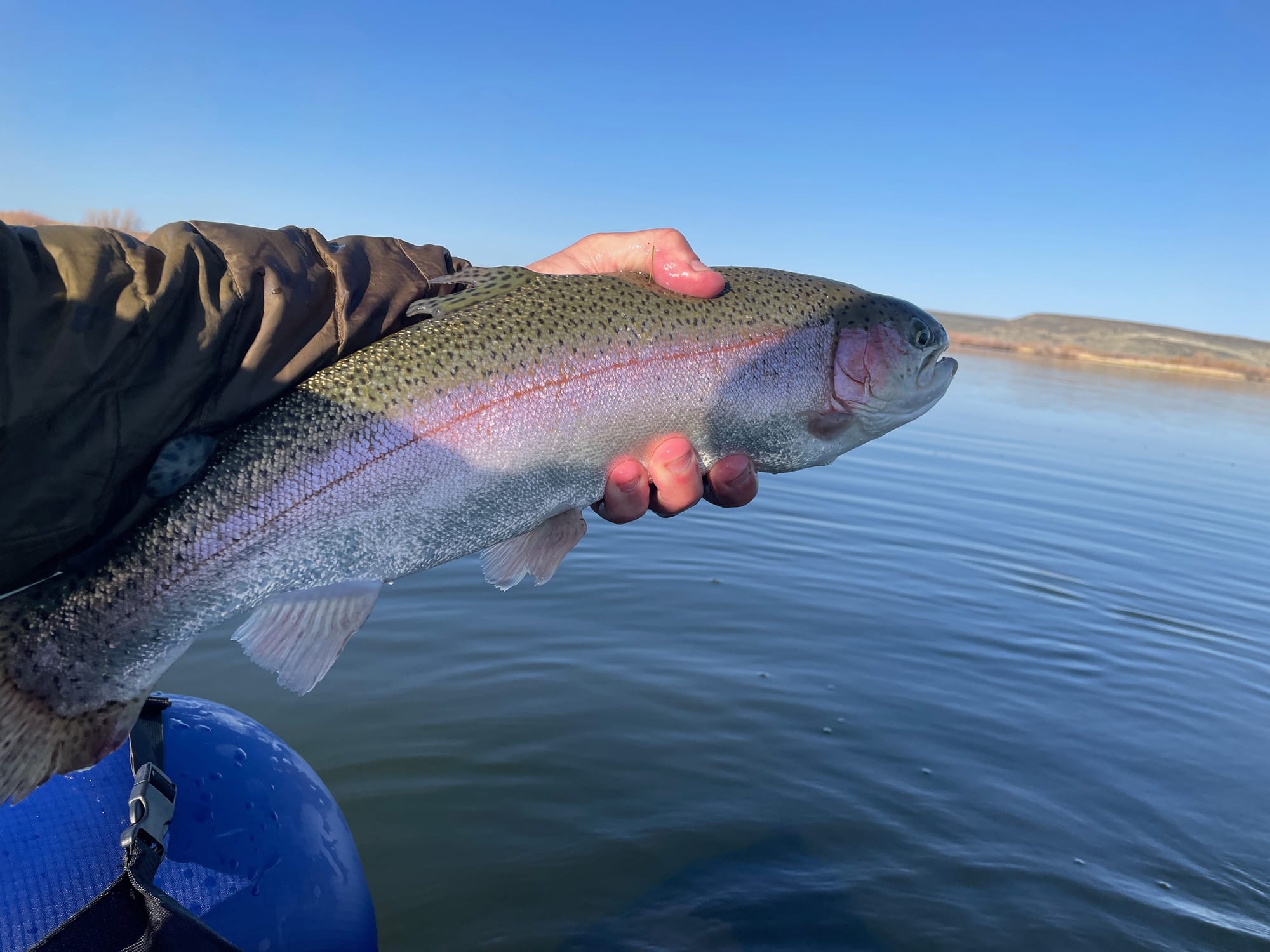 Picture of Rainbow Trout over top of lake.
