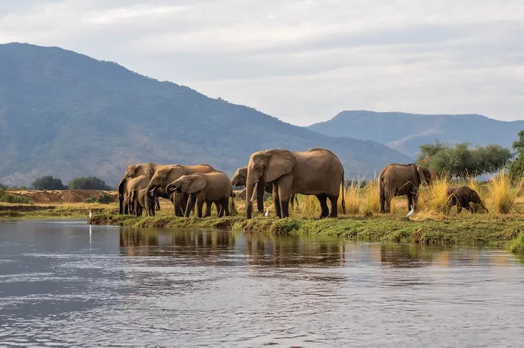 Elephants at the edge of river