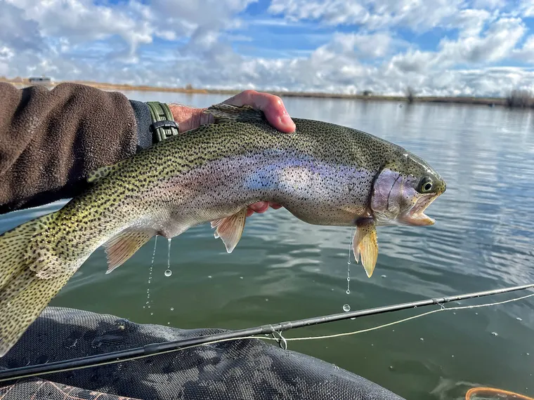 Picture of Rainbow Trout with water dripping off it over a lake. 
