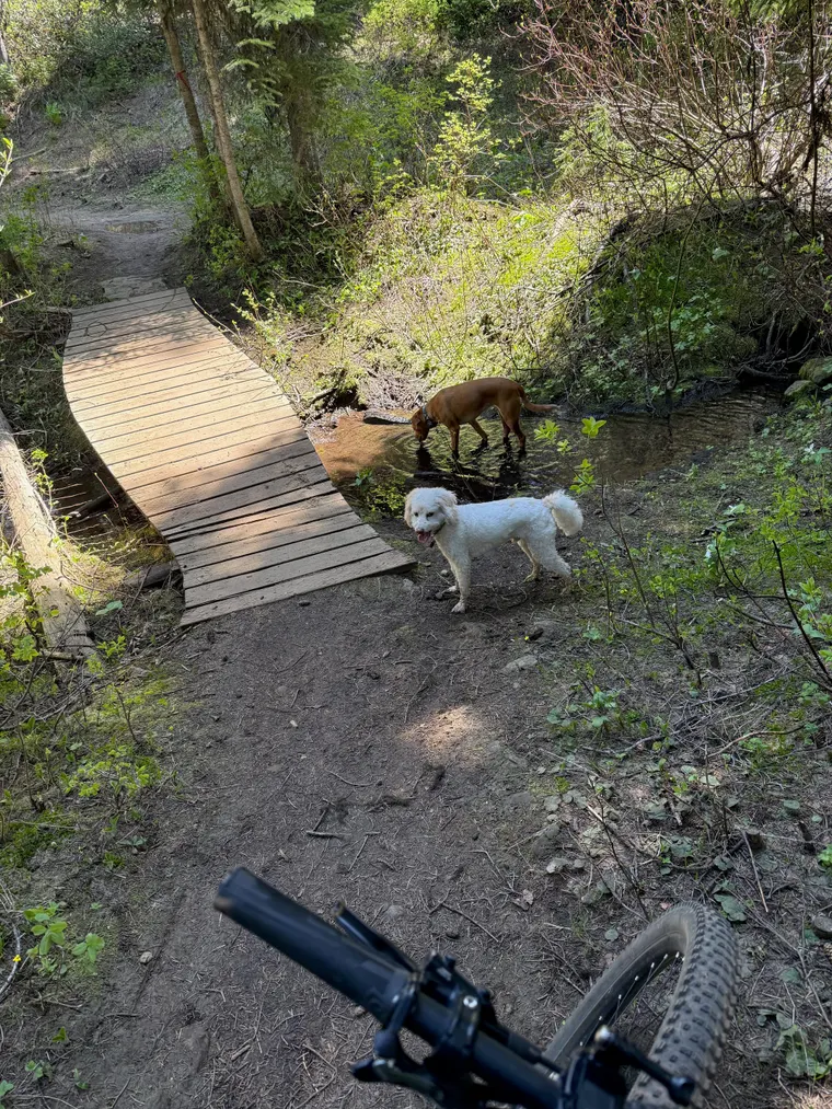 Picture of two dogs drinking from a stream.