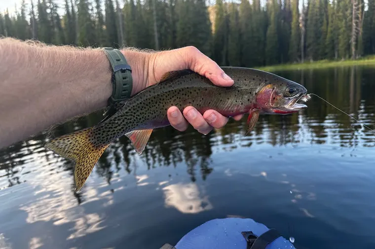Picture of Cutthroat trout with fly in its mouth. 