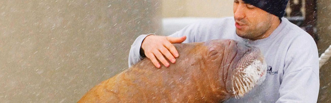 The Walrus and The Whistleblower: A love story between a man and a walrus