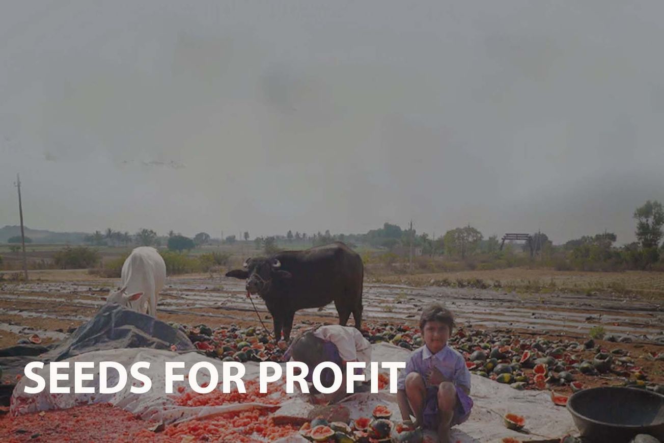 Seeds of Profit: loss of biodiversity