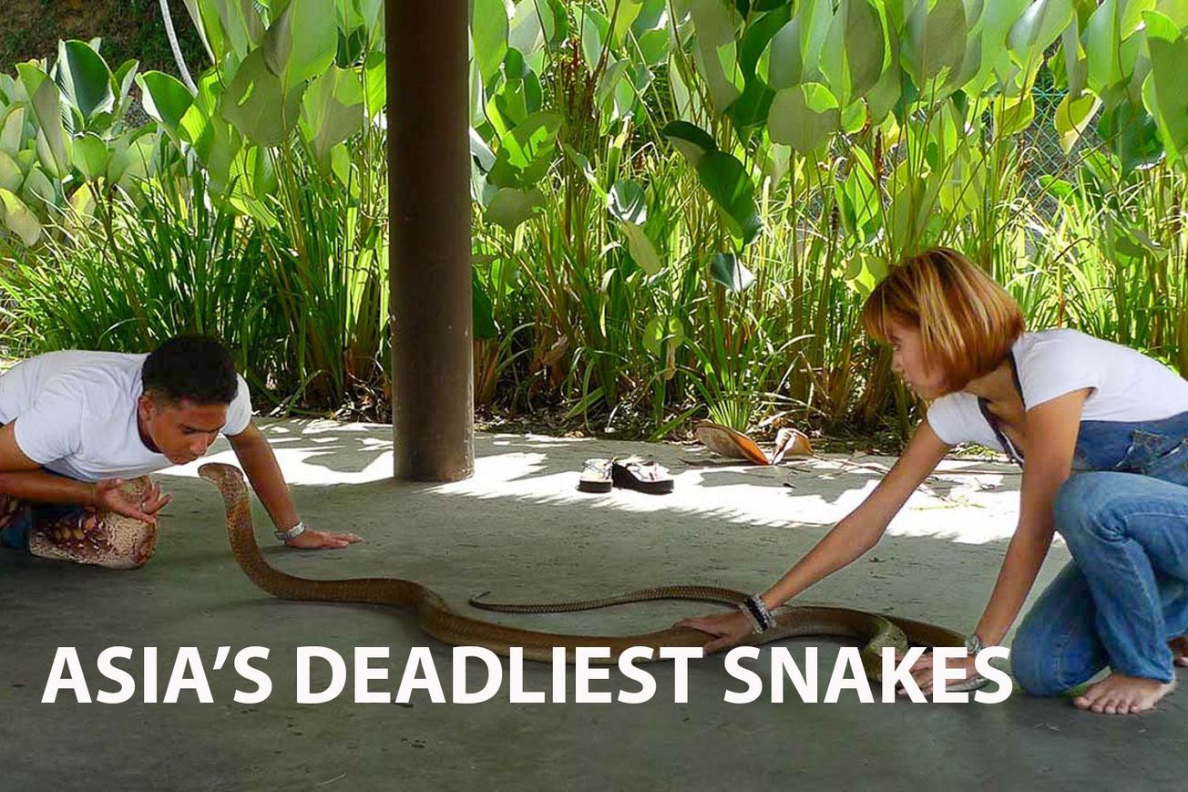 Exploring the Venomous Mysteries