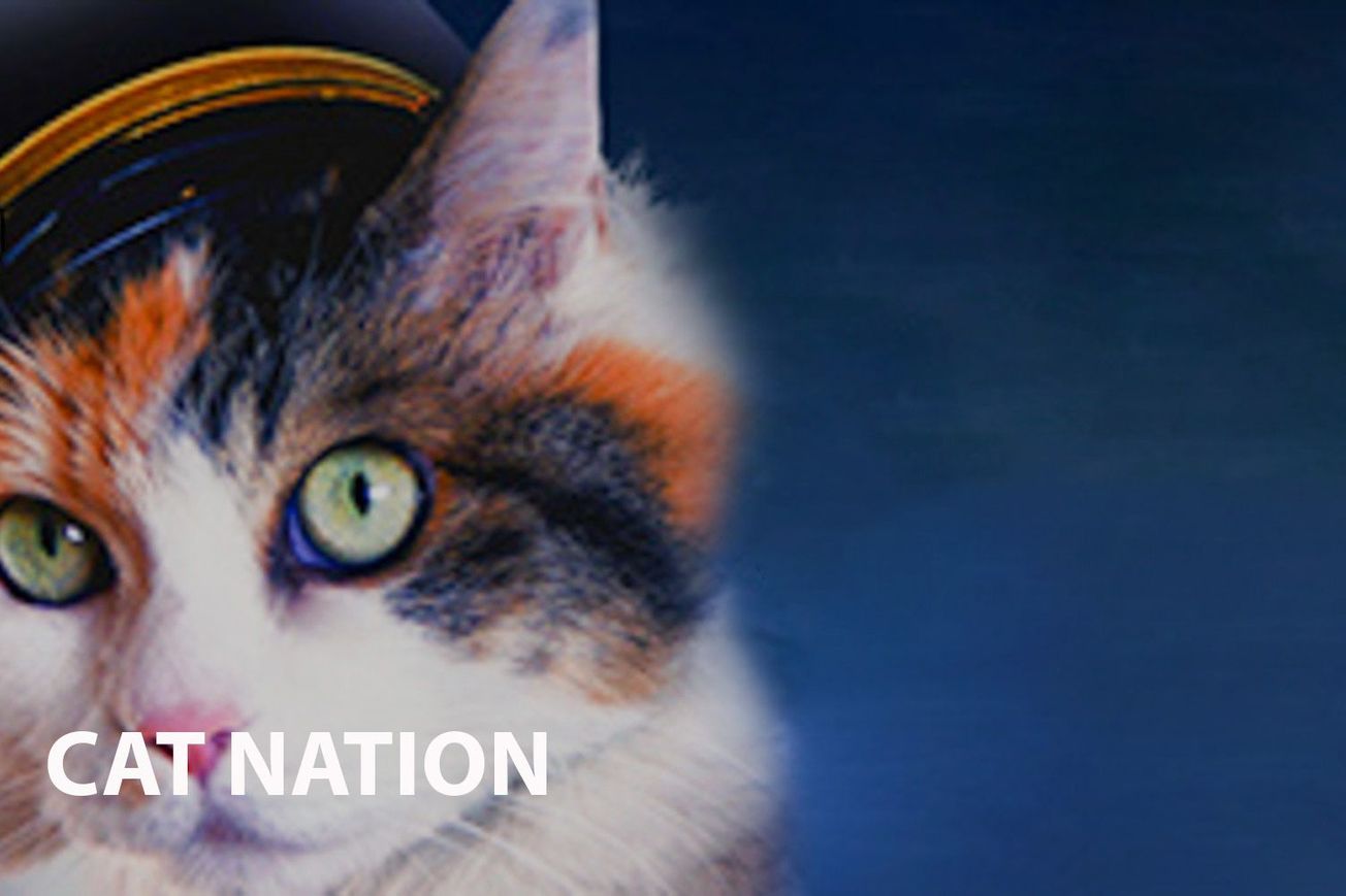 Exploring the Feline Phenomenon in Cat Nation