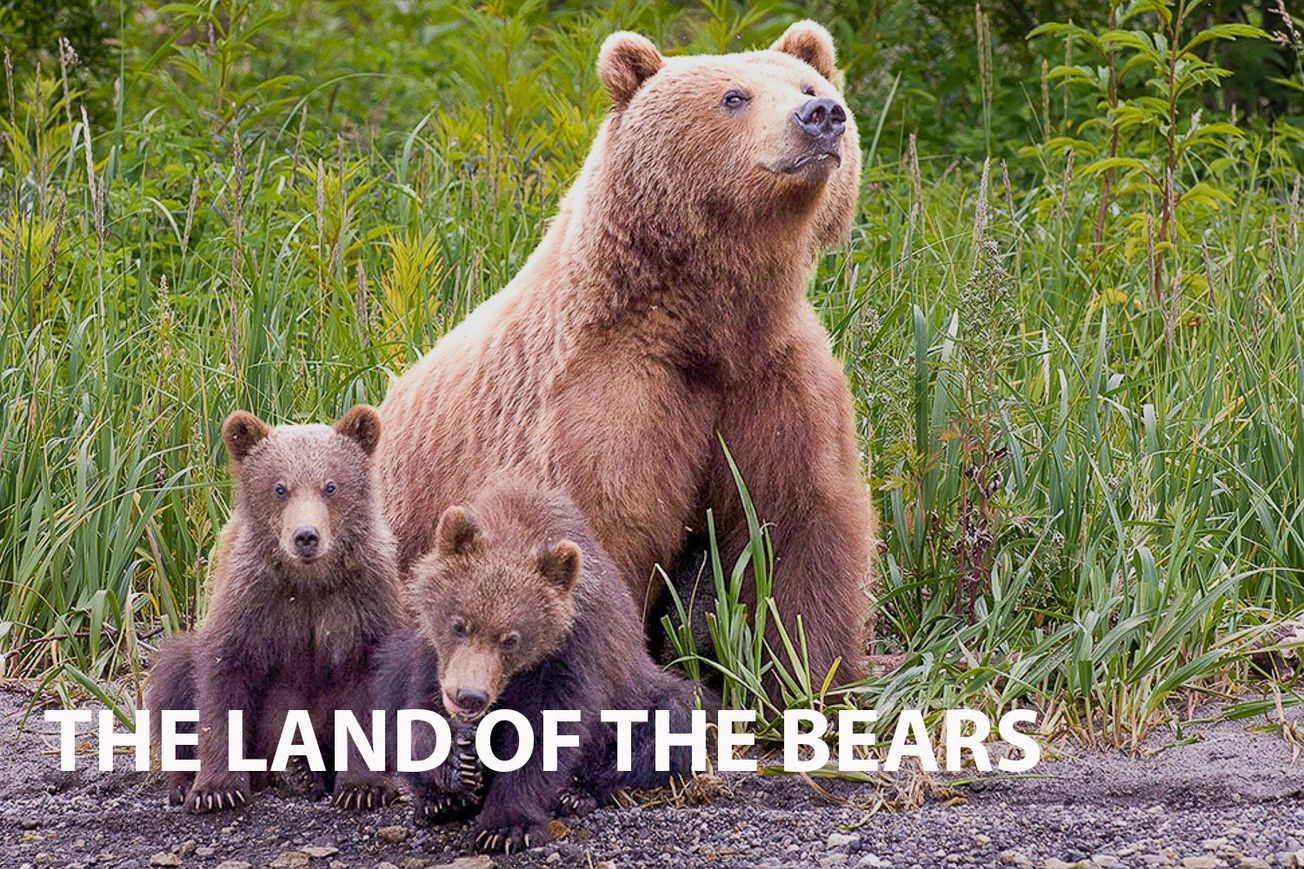 Unveiling the Wilderness: A Closer Look at Land of the Bears