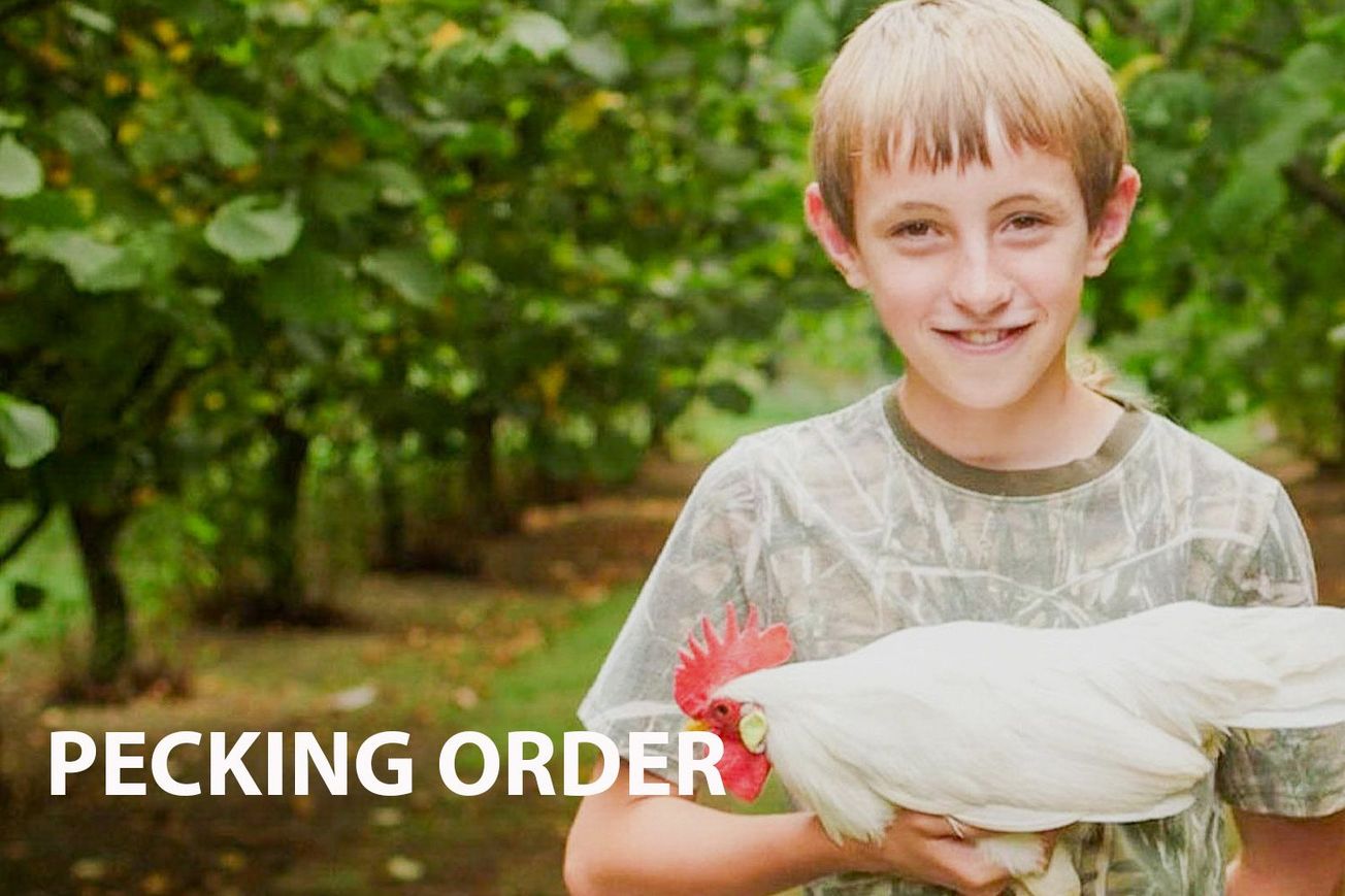 Pecking Order: A Feathered Fight for Glory