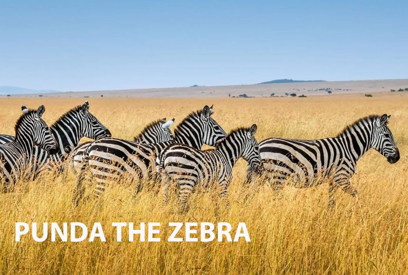 Punda The Zebra: Survival in the wild