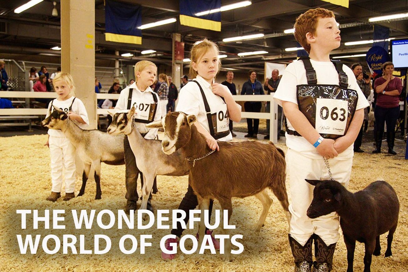 The Wonderful World of Goats: Canadian Youth, Farming and Fairs