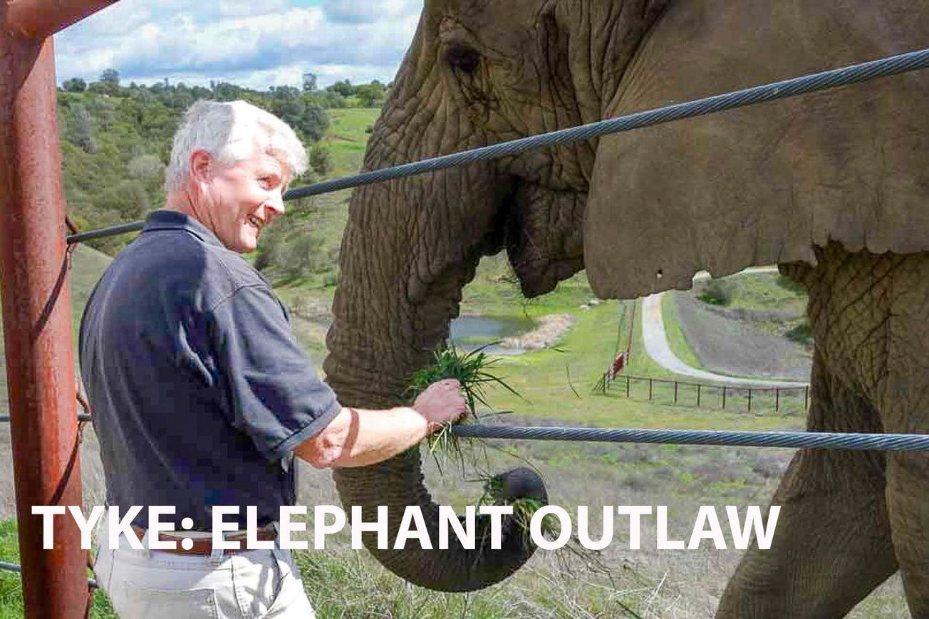Tyke Elephant Outlaw: The Story of a Circus Elephant's Rebellion
