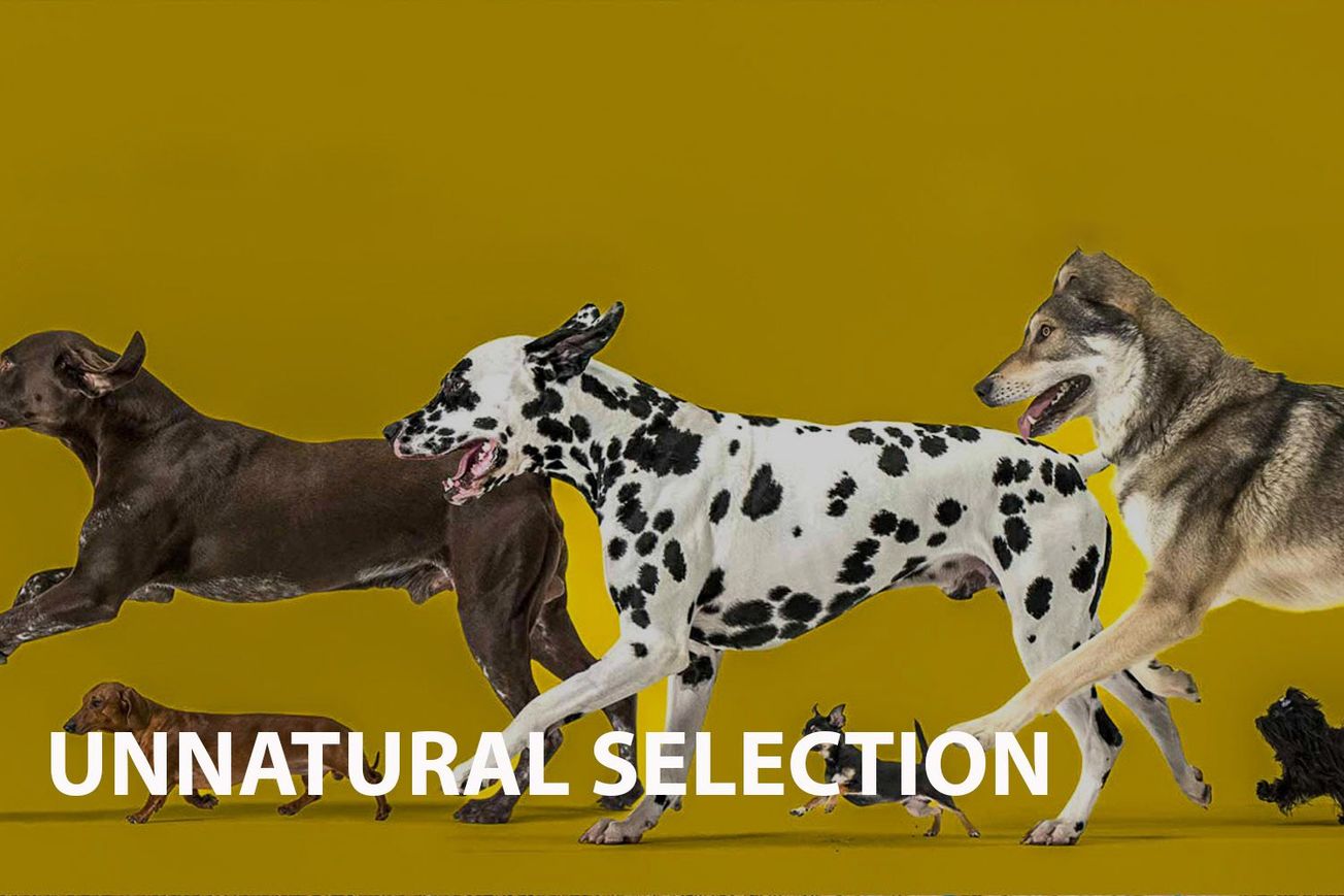 A Review of 'Unnatural Selection'