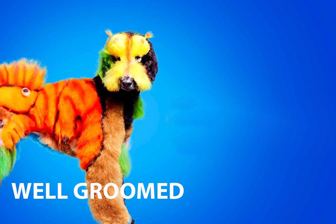 The Artistic and Humorous World of Competitive Dog Grooming in Well Groomed