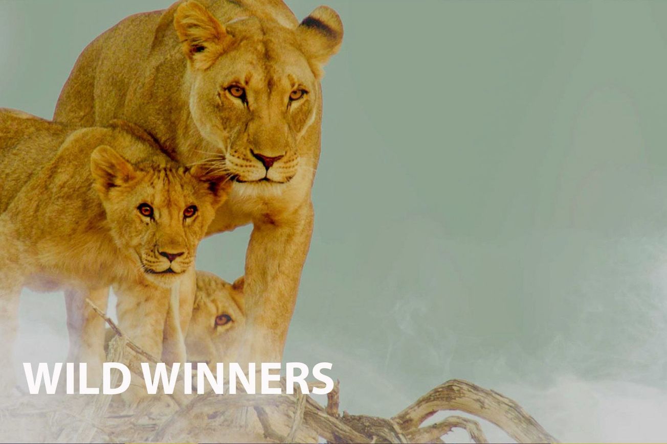 Wild Winners