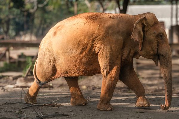 Visiting Elephant Nature Park near Chiang Mai: Our Ethical Elephant Experience in Thailand