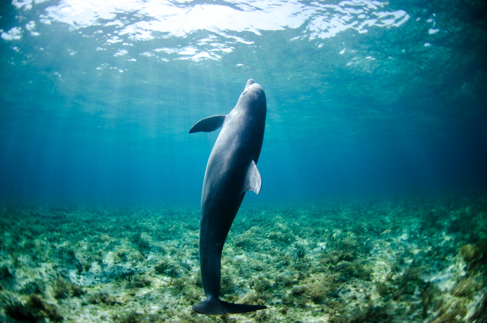 Shallow And Deep Learning