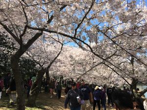 Weekly update: 28 March 2016