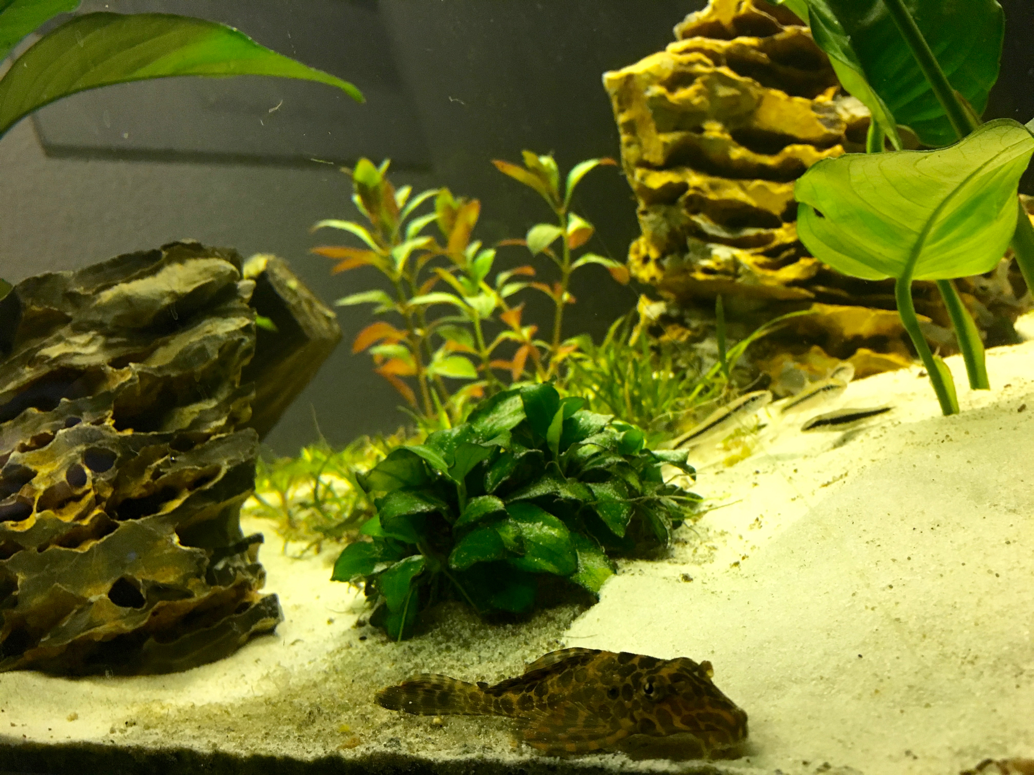 Wabenschilderwels "Spot"