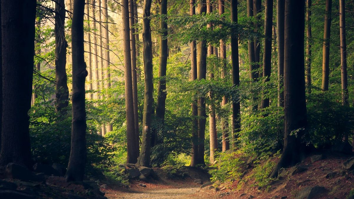 Sunlit forest trail for parks and outdoor adventures