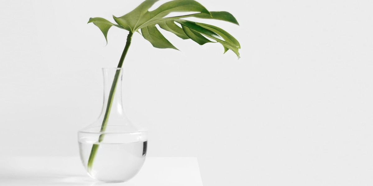 簡單的綠色植栽