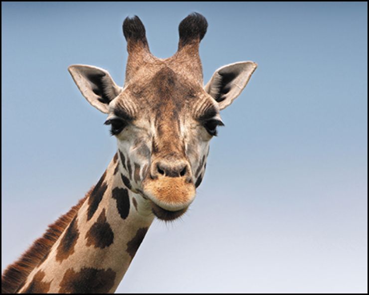 A photo of a giraffe with an aspect ratio of 5:4 