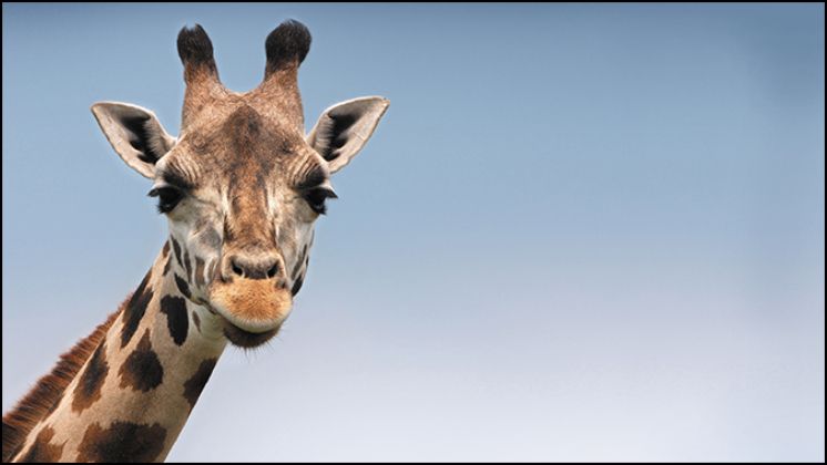 A photo of a giraffe with an aspect ratio of 16:9