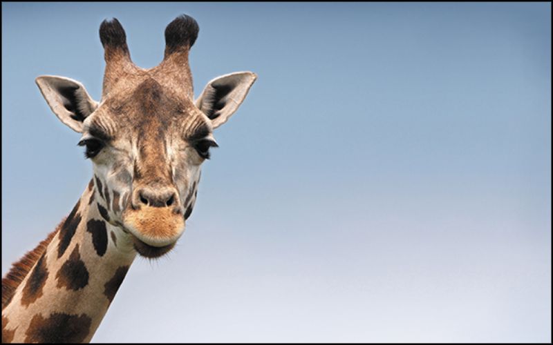 A photo of a giraffe with an aspect ratio of 16:10