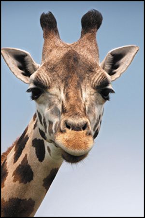 A photo of a giraffe with an aspect ratio of 2:3